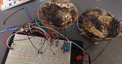 შამპინიონები და შიიტაკე