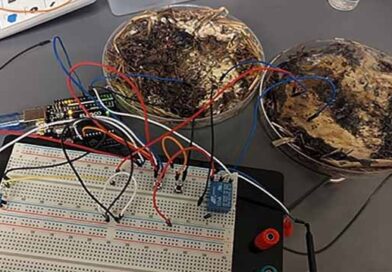 შამპინიონები და შიიტაკე