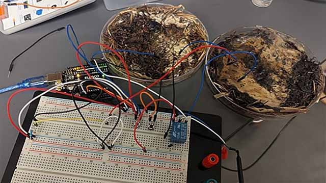 შამპინიონები და შიიტაკე