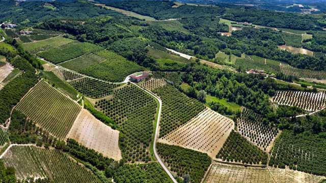 თხილი იტალია