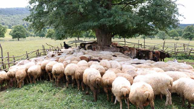 ცხვარ ძროხა ლაკდფლკა