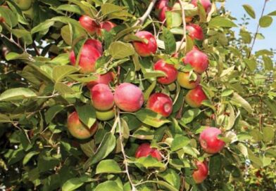 ვაშლის ექსპორტი