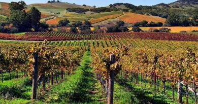 ვენახები ვენახები ლკსდფლკსდფლ