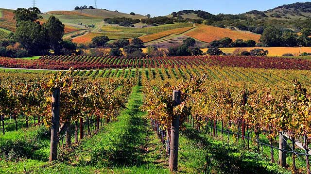 ვენახები ვენახები ლკსდფლკსდფლ