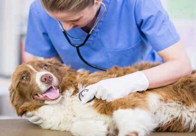 ვეტერინარია სერთიფიცირება ალკდჯფლაკსდ