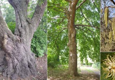 დათვითხილა ლკადლკფ