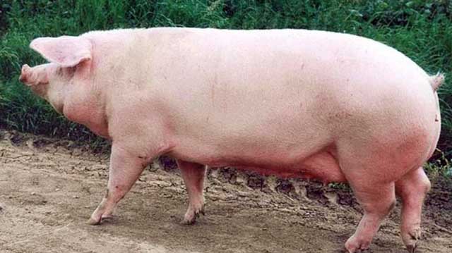 ესტონური საბეკონე ჯიშის ღორი