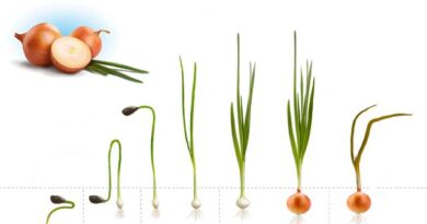 ხახვის მოყვანა ლაკდ