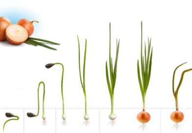 ხახვის მოყვანა ლაკდ