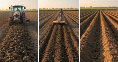 ხახვის ნიადაგი