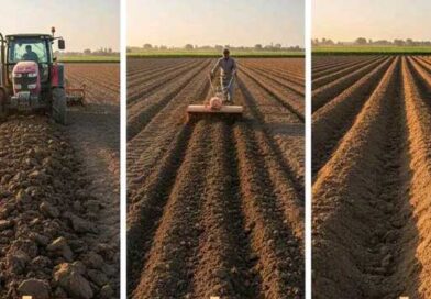 ხახვის ნიადაგი