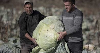 კომბოსტო უზარმაზარი ლაკდფლკაჯს