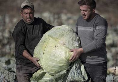 კომბოსტო უზარმაზარი ლაკდფლკაჯს