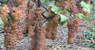 მევენახე, ყურძნის ხარისხი