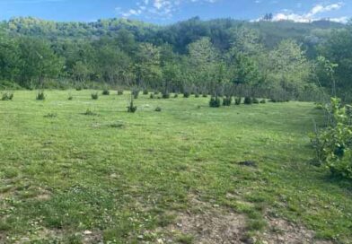 მიწის ნაკვეთი ლადკფლაკსდ