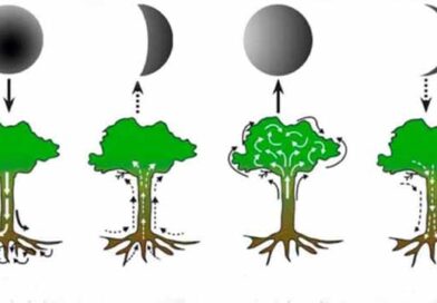მთვარის ფაზების გავლენა მცენარეებზე