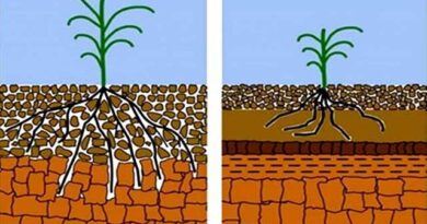 მწვანე ინჟინერია, მცემარეები ნიადაგის დატკეპნის წინააღმდეგ