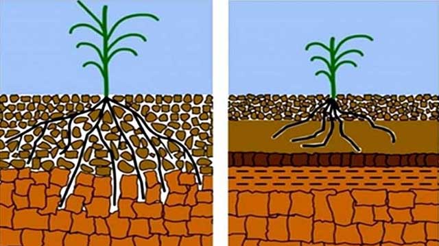 მწვანე ინჟინერია, მცემარეები ნიადაგის დატკეპნის წინააღმდეგ