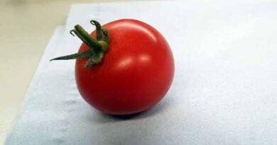 მზის პომიდოდდდდდდდდდდდდდდდდდდდდდდდდდდდდდ