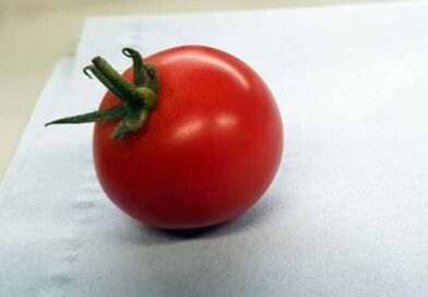 მზის პომიდოდდდდდდდდდდდდდდდდდდდდდდდდდდდდდ