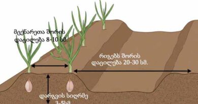 ნივრის დაგრვა