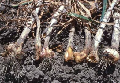 ნივრის ნემატოდა