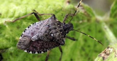 ფაროსანა ფაროსანა კადფკასდკლფ