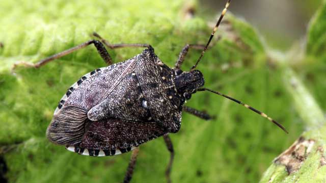 ფაროსანა ფაროსანა კადფკასდკლფ