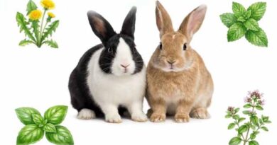 სასარგებლო ბალახები ბოცვრებისთვის