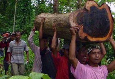შავი ხე აფრიკიდან