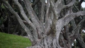 შავი ხე ებანოზი