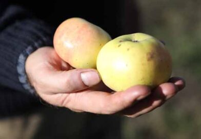 სოფლის მეურნეობის ციფრული პლატფორმა