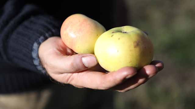 სოფლის მეურნეობის ციფრული პლატფორმა