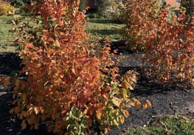 თხილის ბუჩქის ხმობა