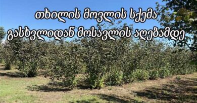 თხილის მოვლის სქემა