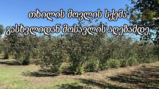 თხილის მოვლის სქემა