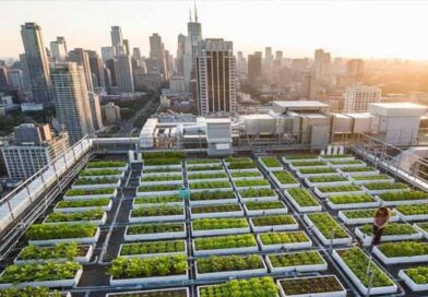 ცათამბრჯენების ფერმა ქართულ რეალობაში ლკჯლკაჯდფ