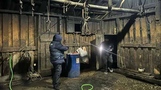 უკანონო სასაკლაო