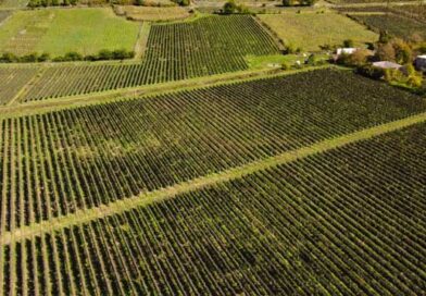 ვენახების საკადასტრო მონაცემები