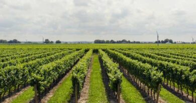 ვენახი ვენახი ადლკფჯასლდკფჯ