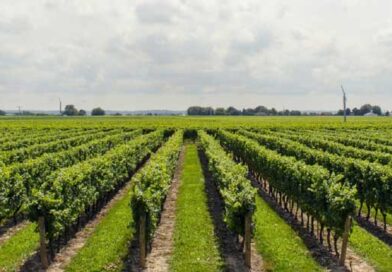 ვენახი ვენახი ადლკფჯასლდკფჯ