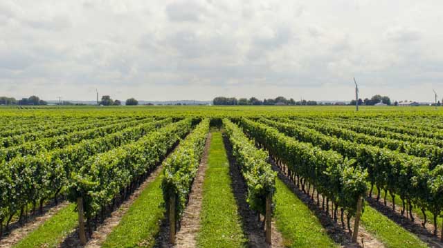 ვენახი ვენახი ადლკფჯასლდკფჯ