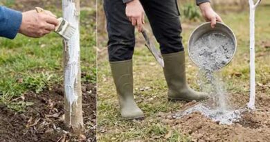 5 ნაბიჯი ხეხილის აყვავებამდე