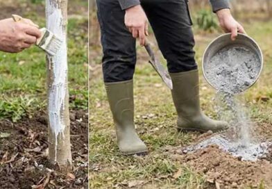 5 ნაბიჯი ხეხილის აყვავებამდე