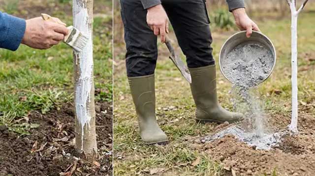 5 ნაბიჯი ხეხილის აყვავებამდე