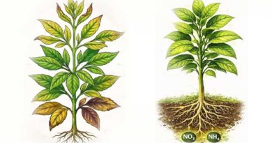 აზოტის მნიშვნელობა მცენარეთა განვითარების