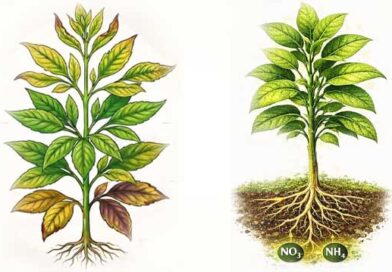 აზოტის მნიშვნელობა მცენარეთა განვითარების