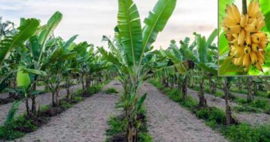 ბანანის წარმოები სახელმძღვანელო ფერმერებისთვის
