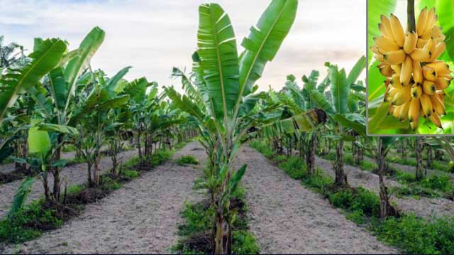 ბანანის წარმოები სახელმძღვანელო ფერმერებისთვის
