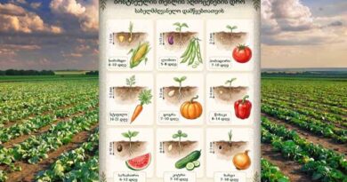 ბოსტნეული თესლის აღმოცენების დრო